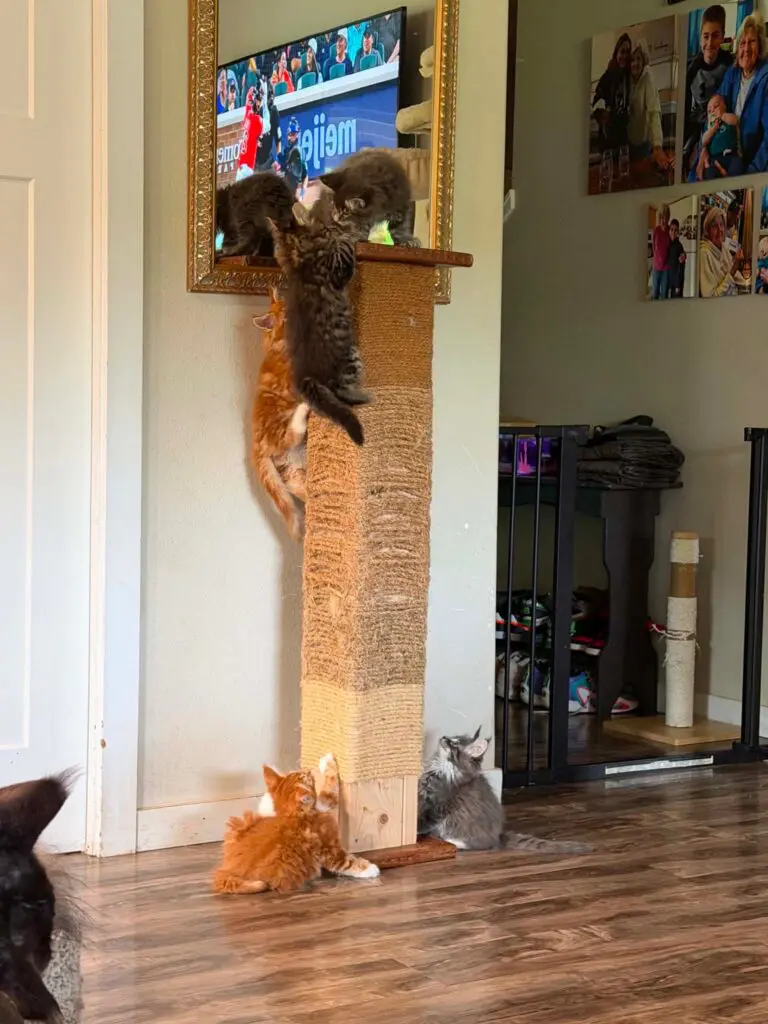 Two Maine Coon kittens climbing together on a tall sisal scratching post.