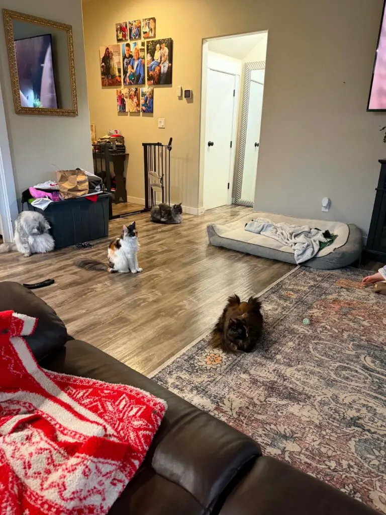 Home-raised Maine Coon kittens exploring and relaxing together in a family living room.