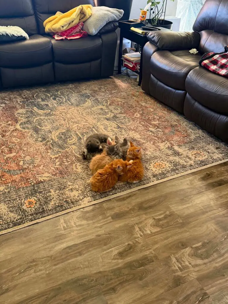 Young Maine Coon kittens playing together on a patterned rug in a family living room.