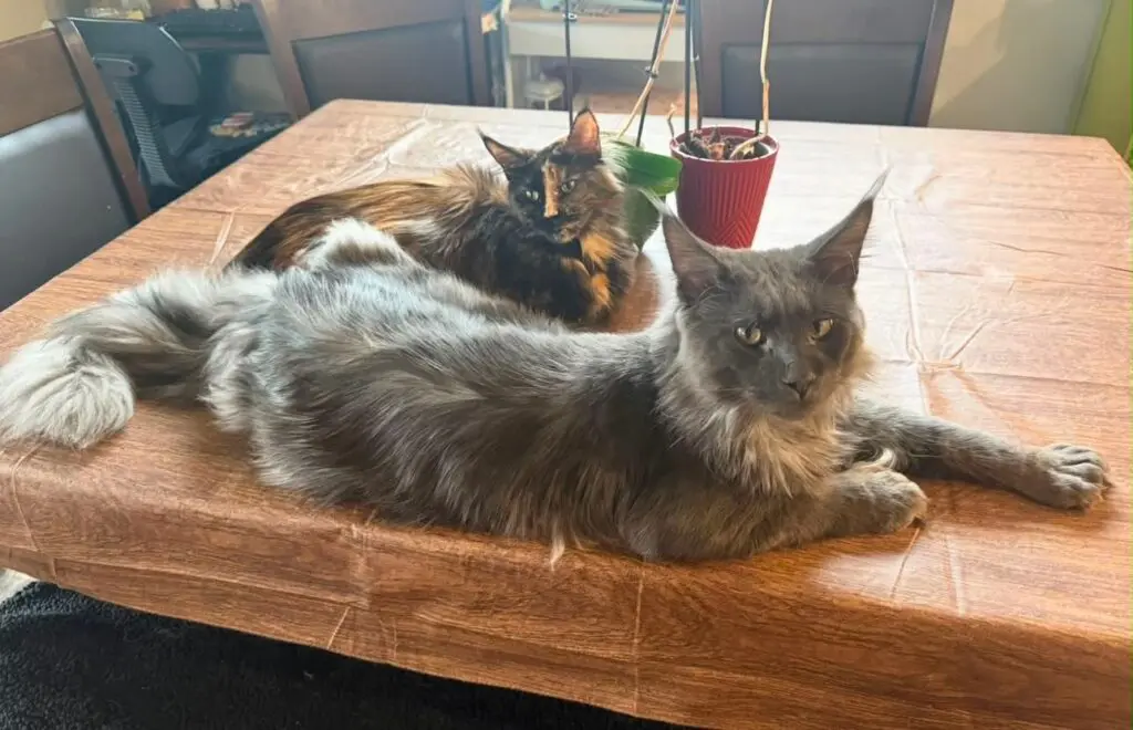 Blue and tortoiseshell Maine Coon cats relaxing together on a brown ottoman.