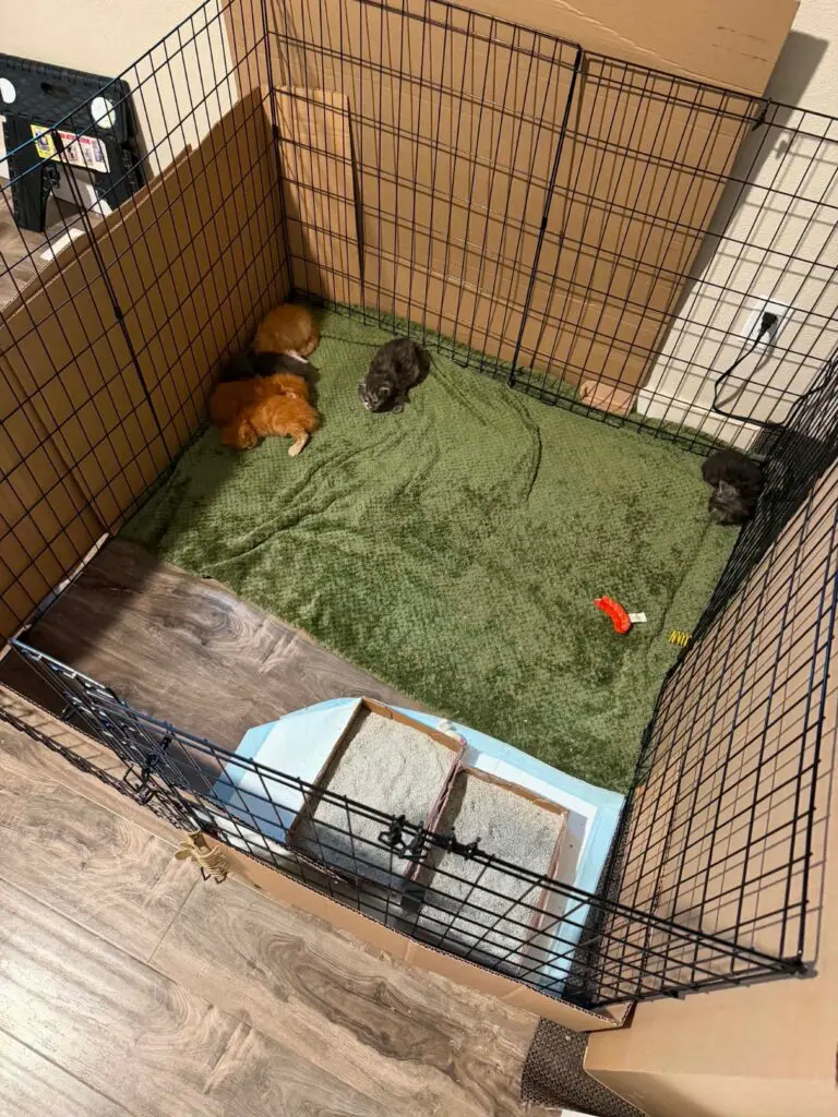 Red and blue Maine Coon kittens resting and playing in a spacious indoor kitten nursery.