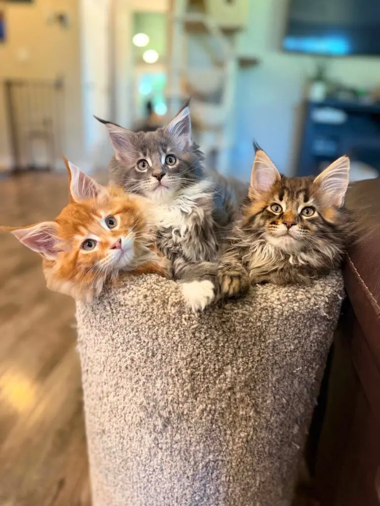 Red, silver tabby-and-white, and brown tabby Maine Coon kittens sitting together on a couch.