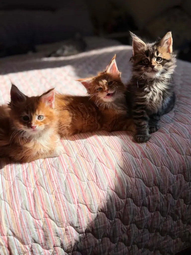 Tortoiseshell, red, and dark tabby Maine Coon kittens sitting together in warm sunlight on a quilted bedspread.