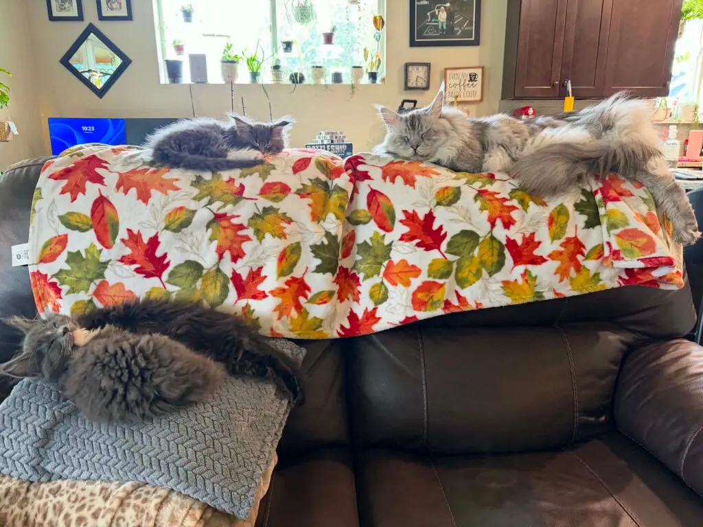Several fluffy Maine Coon cats and kittens relaxing together across a living-room couch.