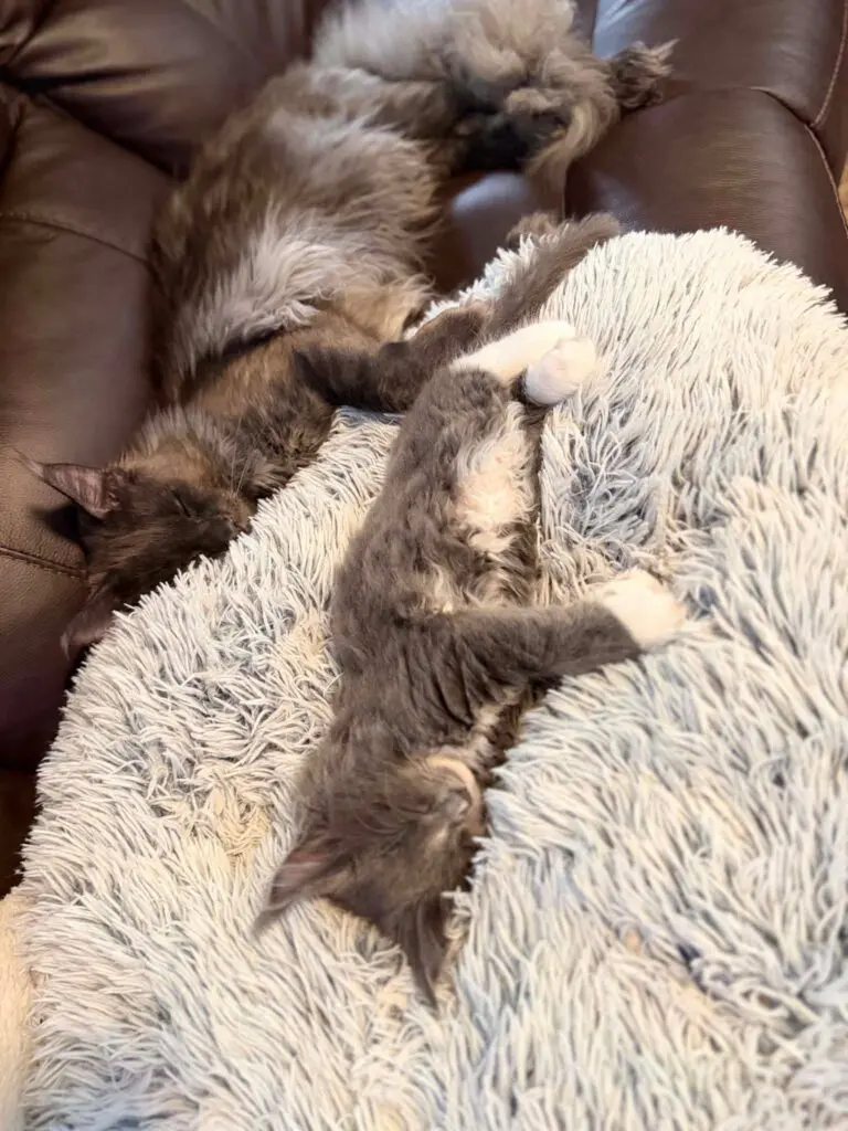 Blue smoke and blue dilute-and-white Maine Coon kittens sleeping together on a fluffy cream blanket and brown leather chair.