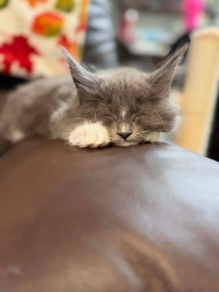 Blue-and-white Maine Coon kitten sleeping peacefully on the back of a brown leather couch.