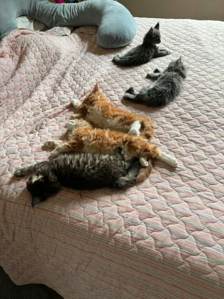 Red, blue, and tabby Maine Coon kittens relaxing together on a quilted bed.