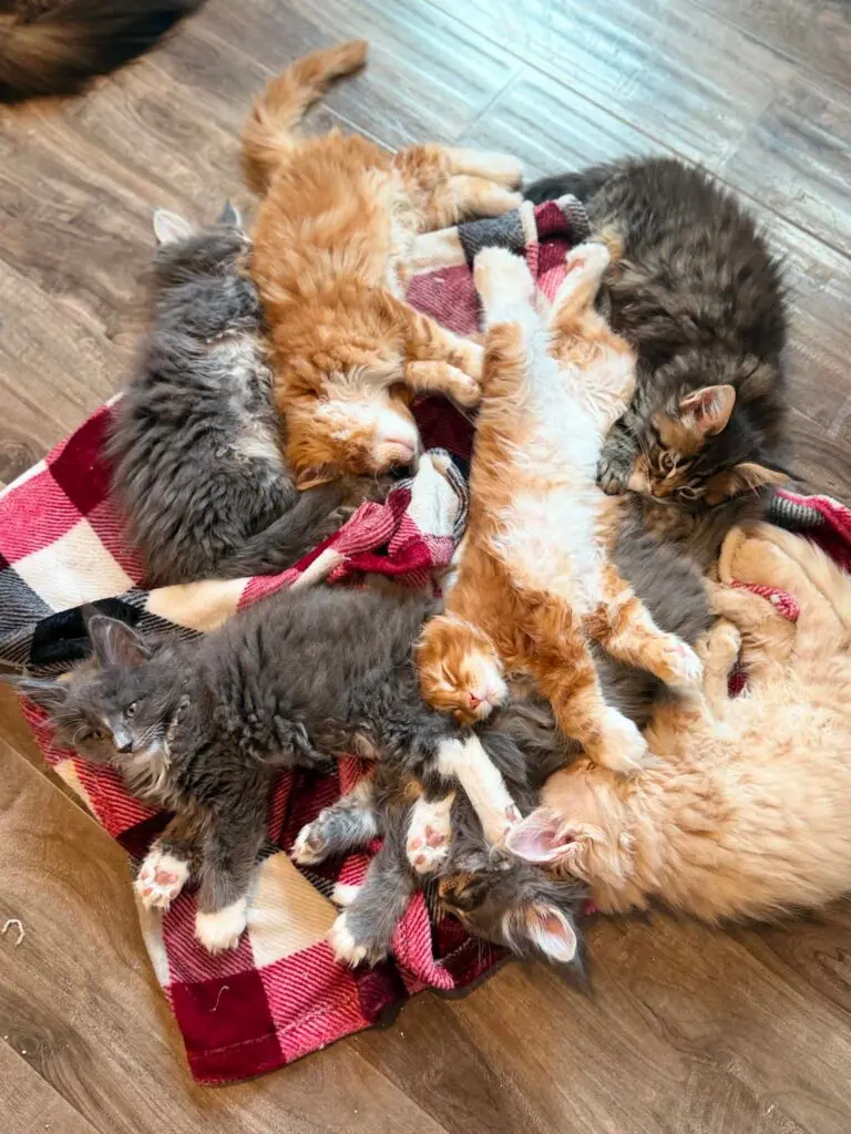 Mixed-color Maine Coon kittens with blue-gray, red, cream, and tabby coats sleeping together on a red plaid blanket.