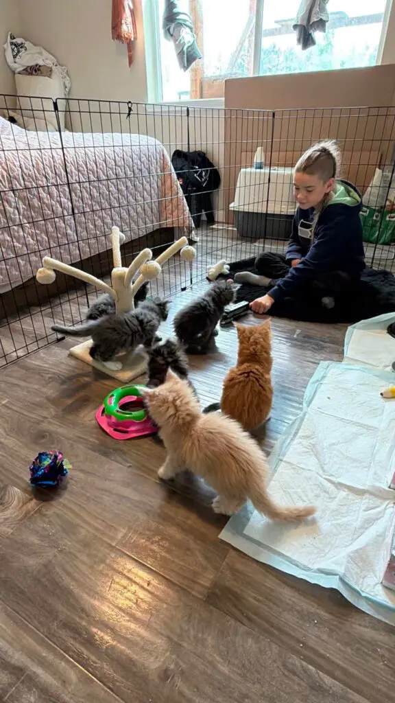Several Maine Coon kittens in blue-gray, red, cream, and white coats playing with toys beside a seated child in an indoor kitten area.