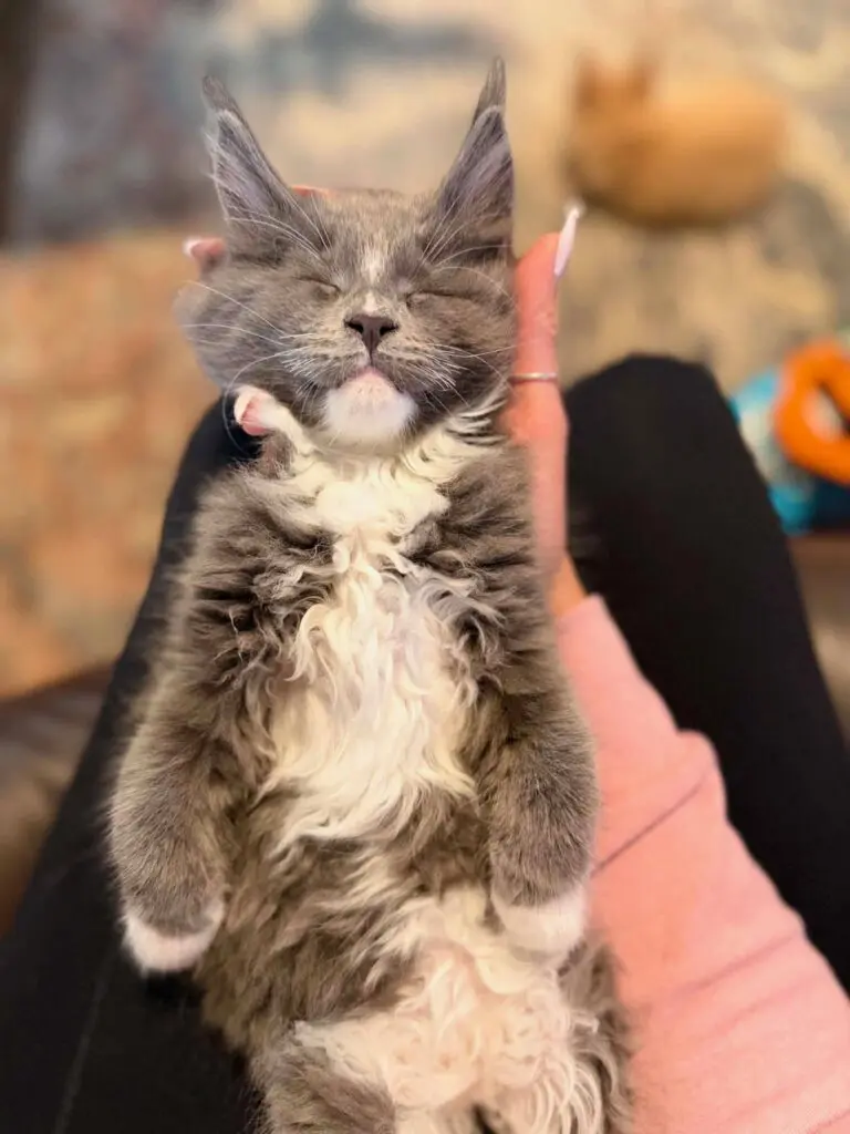 Blue-and-white Maine Coon kitten with a fluffy white chest and paws relaxing with closed eyes while being held.