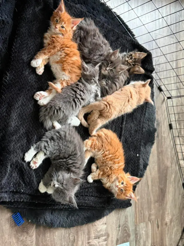 Mixed-color Maine Coon kittens cuddling together on a soft black blanket.