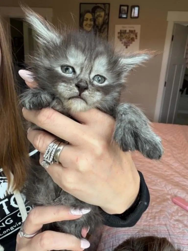Silver tabby Maine Coon kitten with blue-gray eyes and tall ear tufts being gently held.
