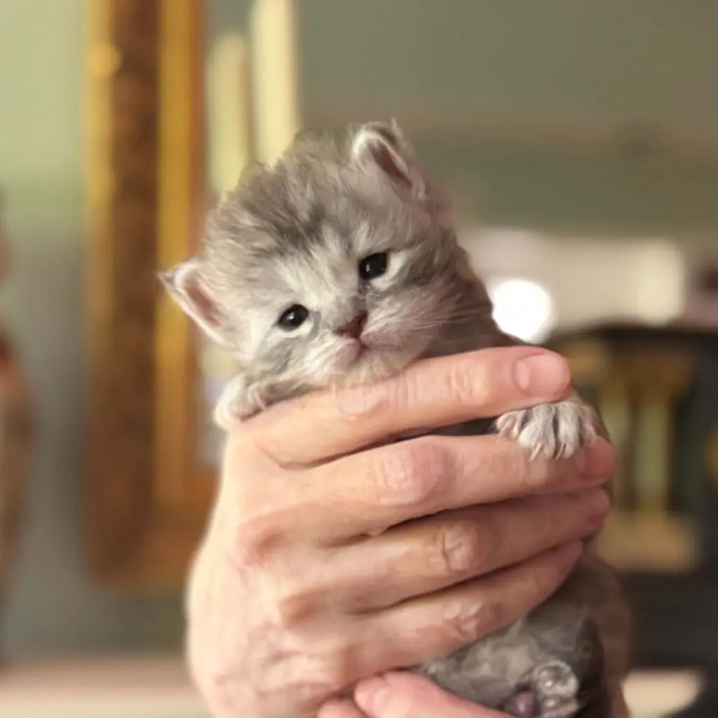 Tiny blue tabby Maine Coon kitten looking toward the camera while gently cradled in a hand.