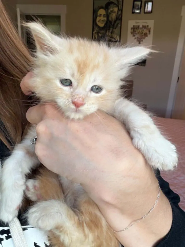 Red-and-white Maine Coon kitten with blue eyes and a fluffy white chest being gently held.