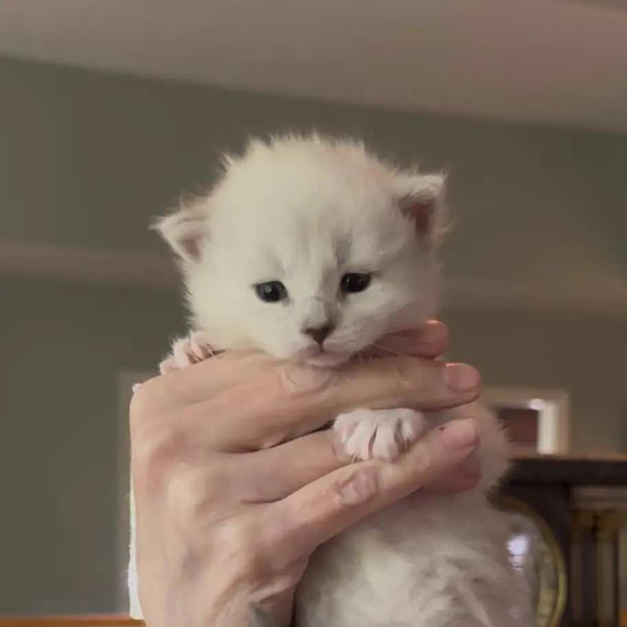 Tiny white Maine Coon kitten with pale blue eyes being gently held in two hands.
