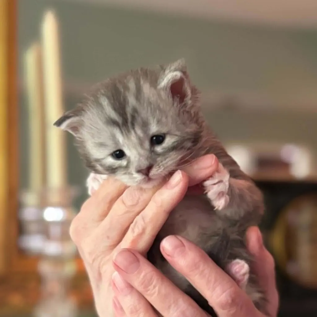 Newborn blue tabby Maine Coon kitten resting calmly across a person's fingers.