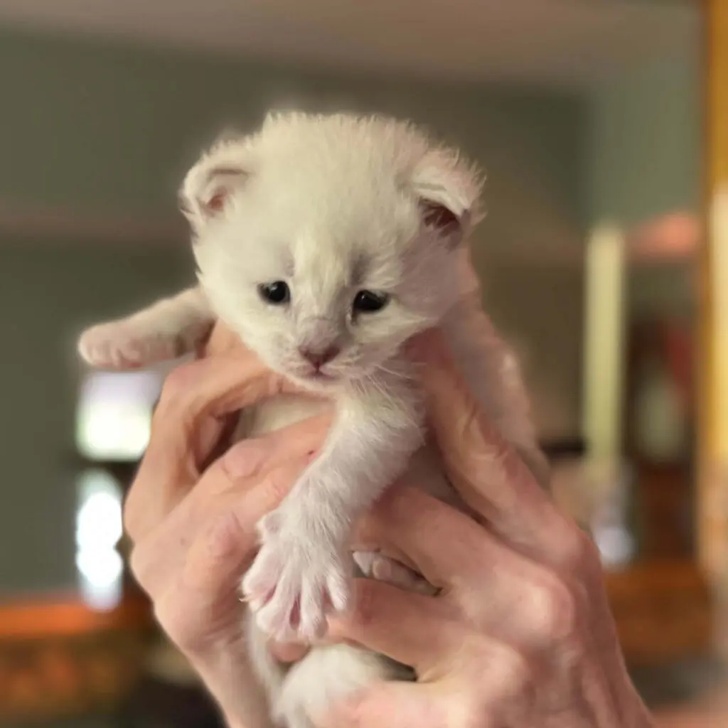 Newborn white Maine Coon kitten with tiny front paws extended while being held.