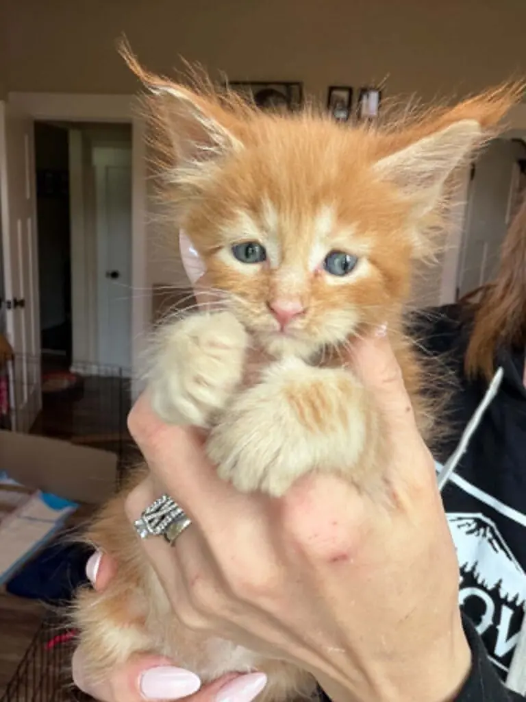Fluffy red tabby Maine Coon kitten with blue eyes being held for a close-up portrait.