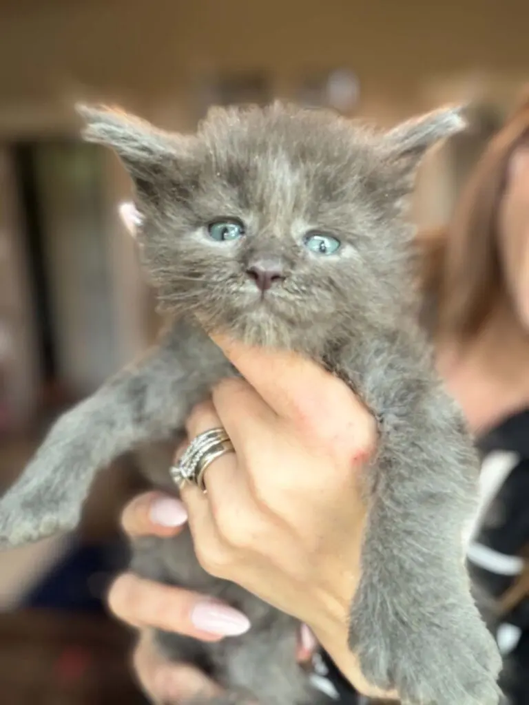 Young blue Maine Coon kitten with a plush gray coat being gently held in one hand.