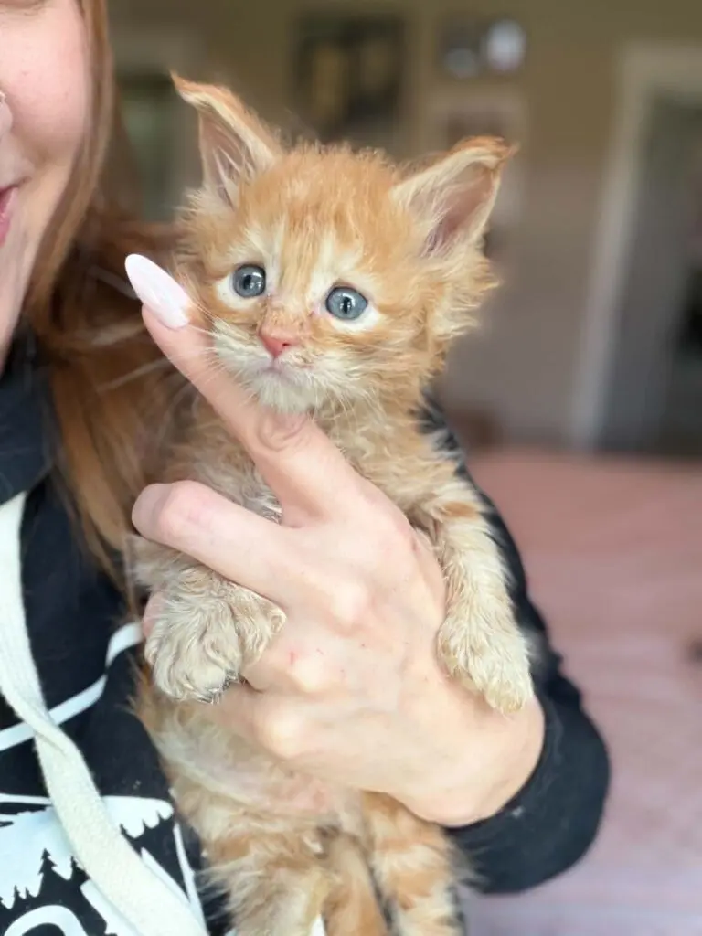Red tabby Maine Coon kitten with blue eyes and a fluffy pale chest being held upright.