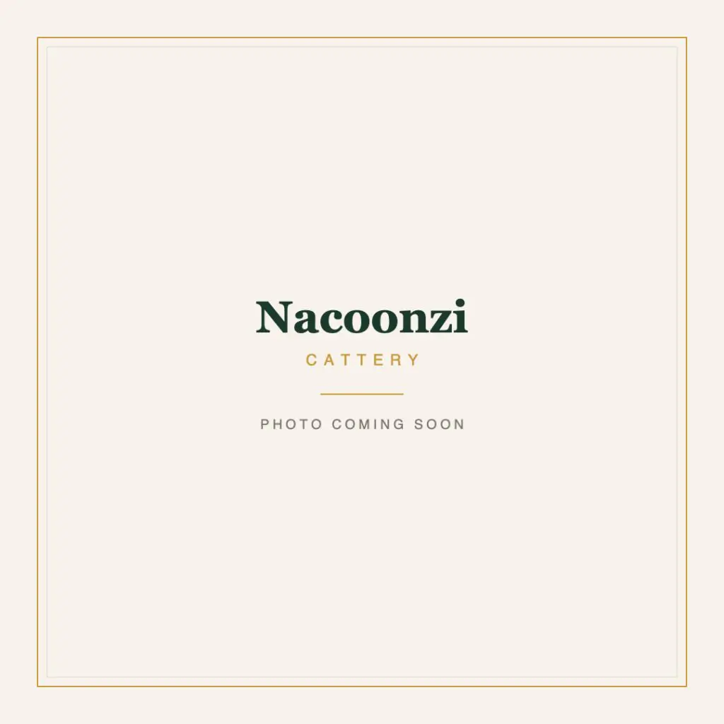 Nacoonzi Cattery, photo coming soon