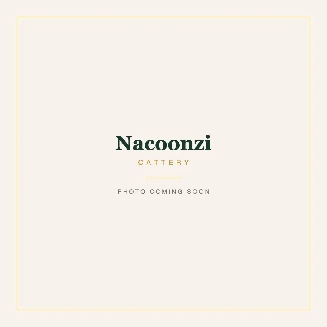 Nacoonzi Cattery, photo coming soon