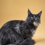 Queen LillyBet Rose, a blue smoke tortoiseshell Maine Coon, posing against a warm golden background.