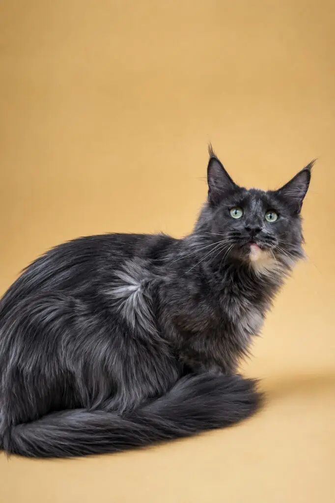 Queen LillyBet Rose, a blue smoke tortoiseshell Maine Coon, posing against a warm golden background.