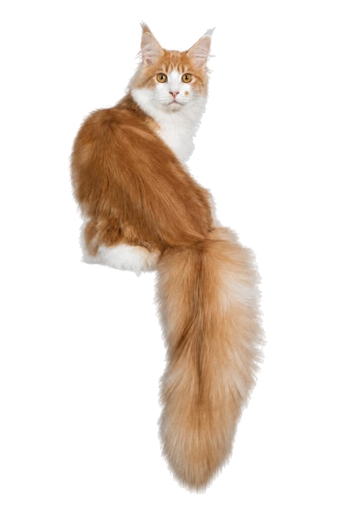 Scarcelli, a red-and-white Maine Coon stud, standing in full length with a long plume tail.