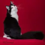 Santana seated with his back toward the camera, looking over his shoulder with his black tail extended to the side.