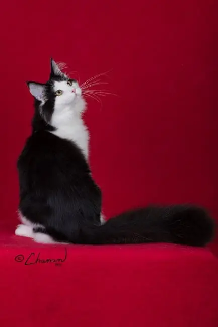 Santana seated with his back toward the camera, looking over his shoulder with his black tail extended to the side.