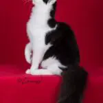 Santana looking upward with one front paw lifted and his fluffy black tail hanging over a red platform.