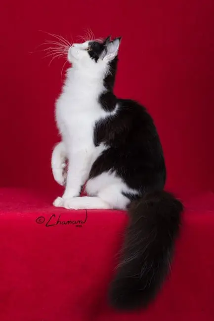 Santana looking upward with one front paw lifted and his fluffy black tail hanging over a red platform.