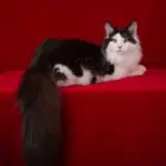 Santana, a black and white Maine Coon, reclining on a red platform and looking toward the camera.