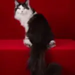 Santana, a black and white Maine Coon, seated on a red platform with his long tail draped forward.