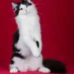Santana sitting upright with both front paws raised, showing his white chest against a red backdrop.