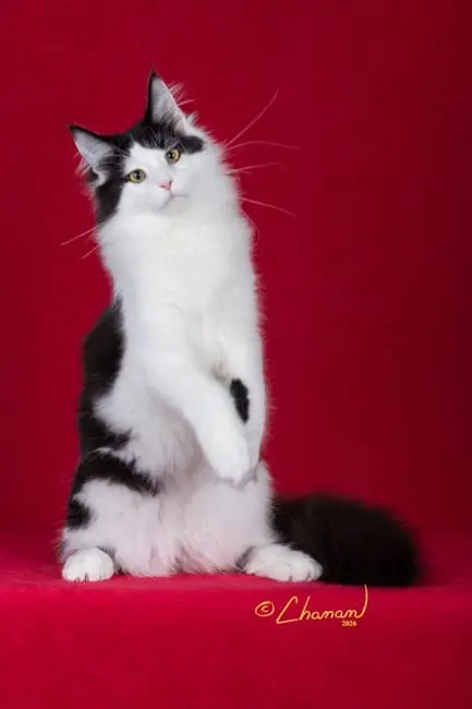 Santana sitting upright with both front paws raised, showing his white chest against a red backdrop.
