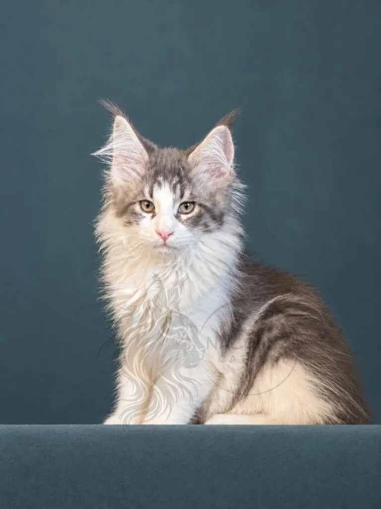 Blue smoke and white Maine Coon kitten sitting on a teal studio backdrop