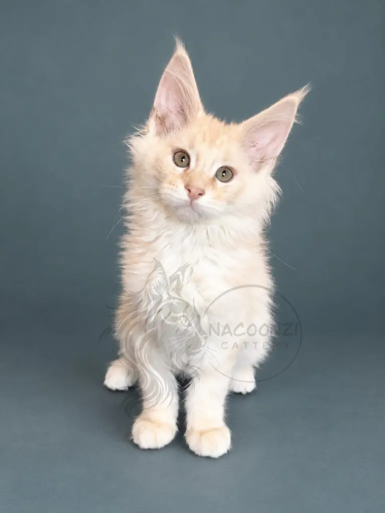 Cream silver cameo Maine Coon kitten standing against a teal studio background