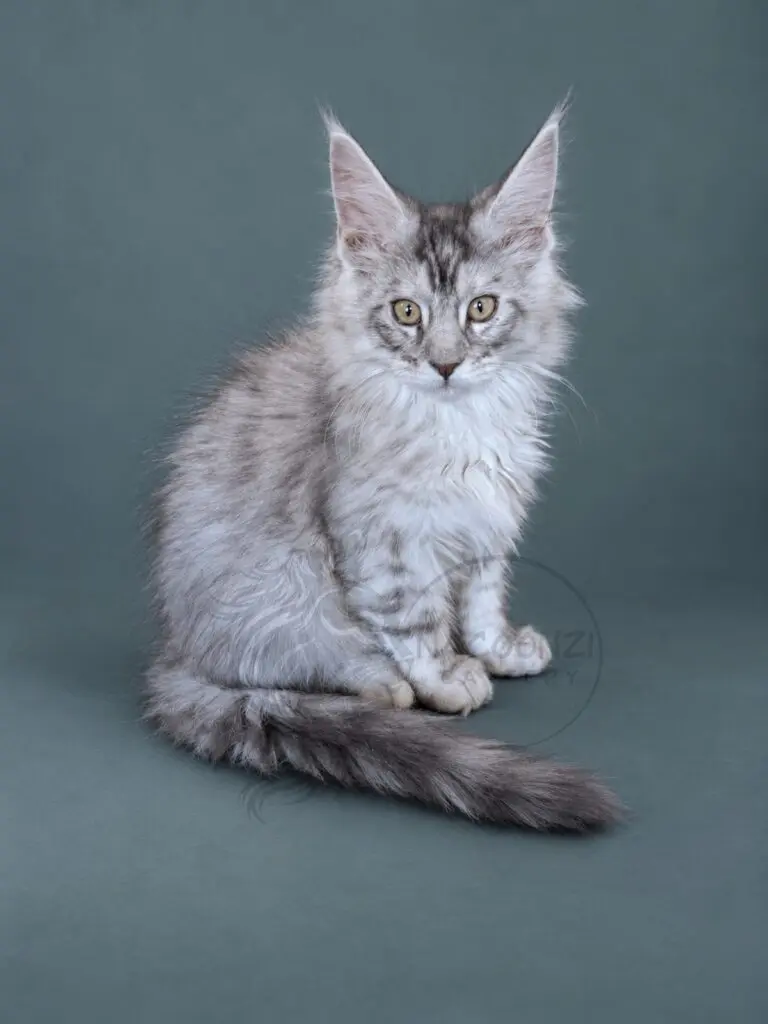 High smoke Maine Coon kitten sitting against a teal studio background