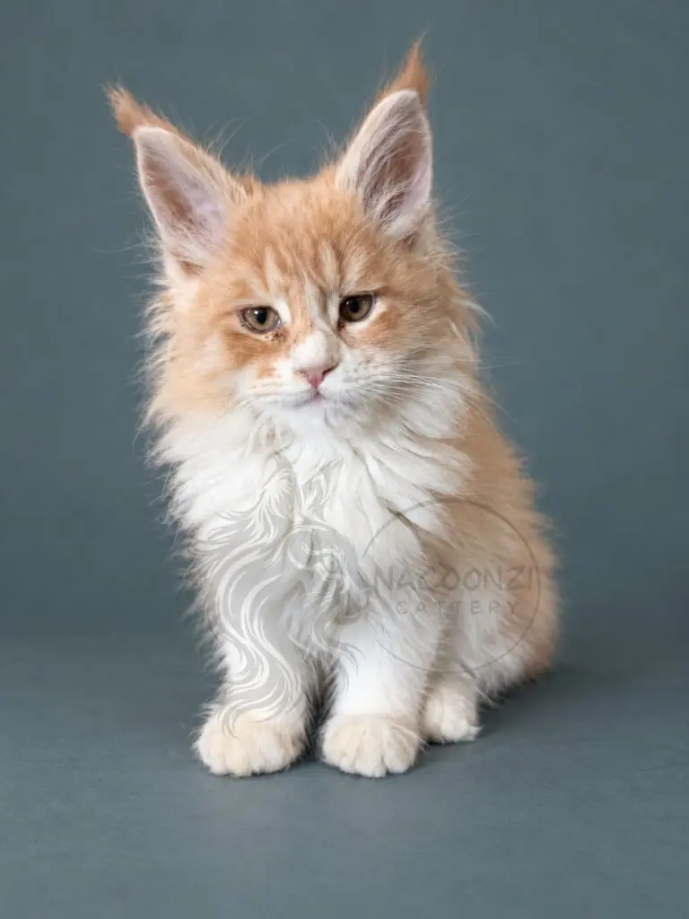 Red and white Maine Coon kitten with a white bib against a teal studio background