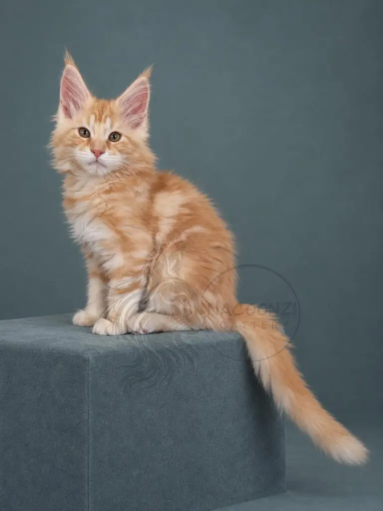 Red and white Maine Coon kitten sitting on a teal studio block