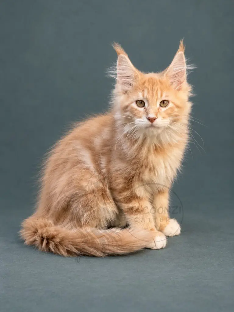 Red and white Maine Coon kitten sitting with tail curled on a teal studio backdrop