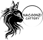 A black cat with long hair is sitting in front of the name nacoonze cattery.