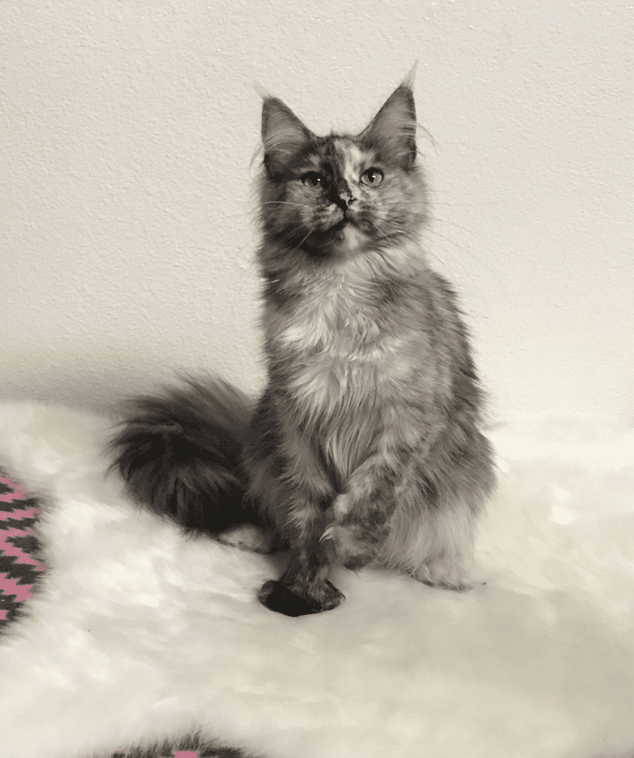 A cat sitting on top of the floor.