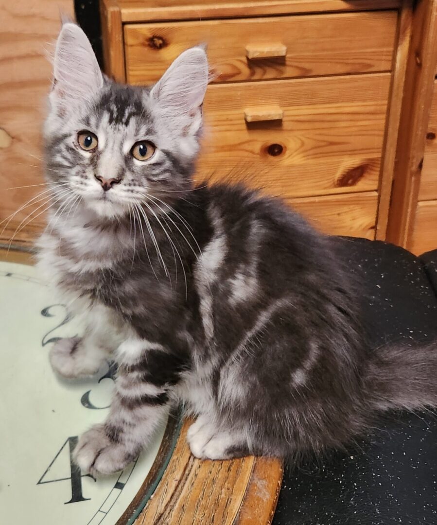 A cat sitting on top of a wooden table.