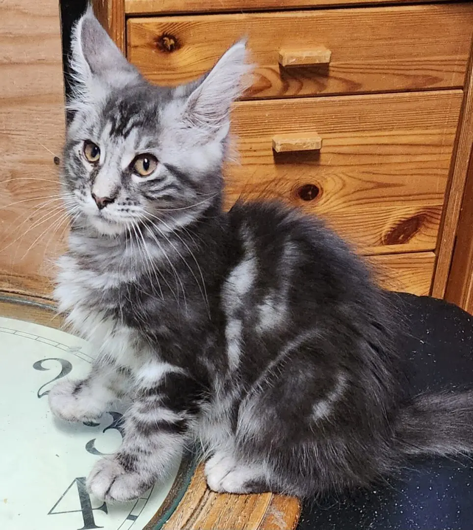 A cat sitting on top of a wooden table.