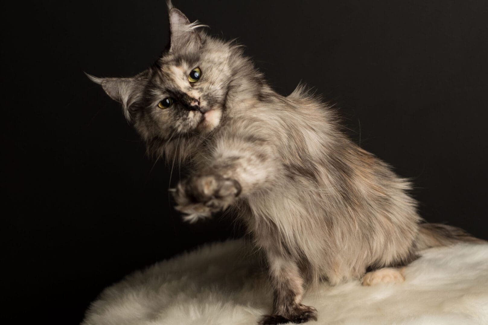 A cat sitting on top of a white fluffy rug.