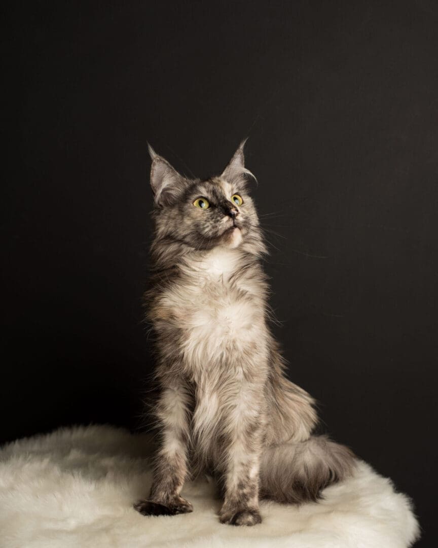 A cat sitting on top of a white blanket.