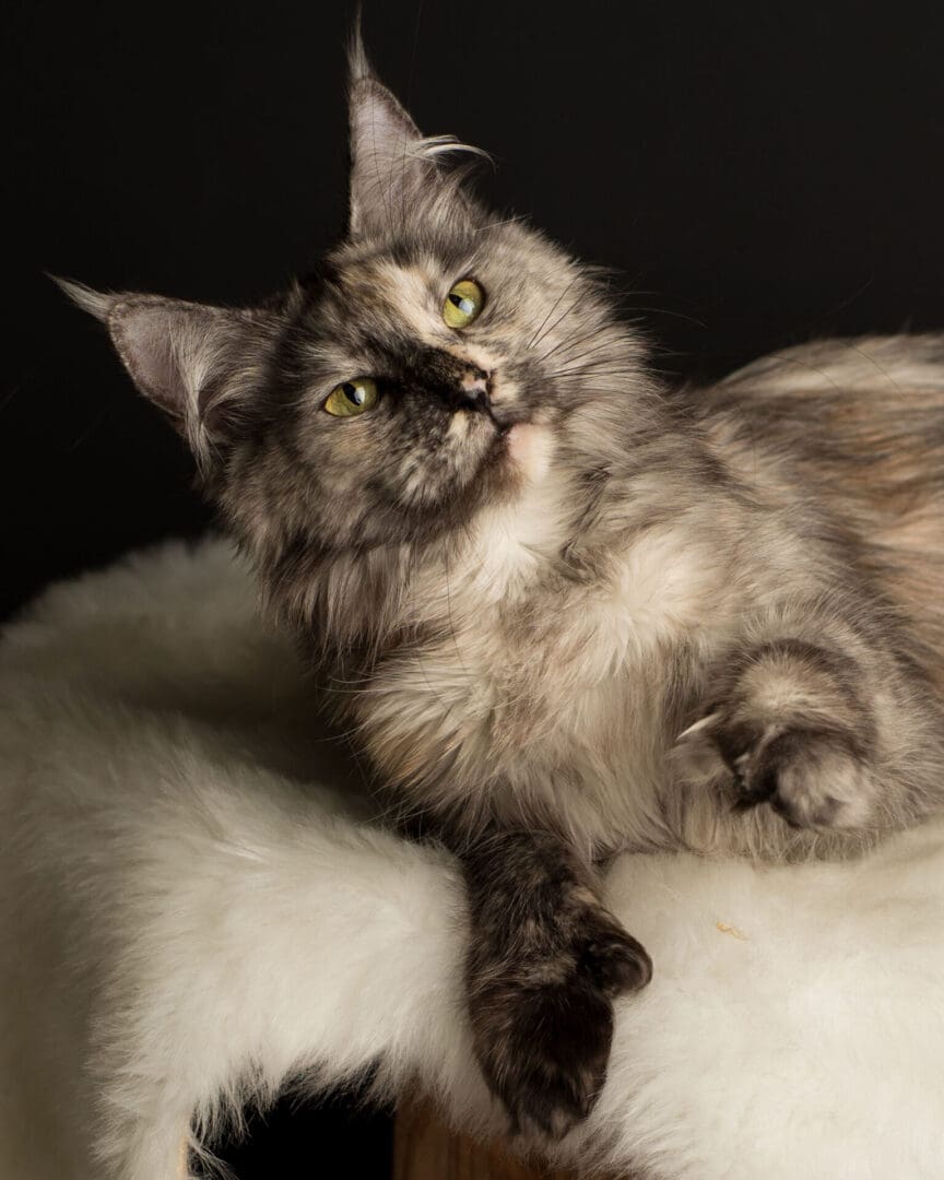 A cat sitting on top of a white blanket.